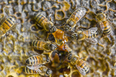 Nahaufnahme von Honigbienen, die auf Waben sitzen - MGIF00618