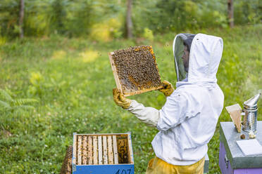 Imker kontrolliert Rahmen mit Honigbienen - MGIF00620