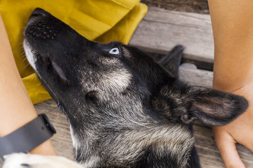 Kopf eines Husky-Schäferhund-Mischlings - TCF06155