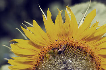Close-up of honeybee on sunflower - DWIF01013