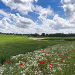 Blumen zwischen Getreidefeld, ökologischer Landbau, Wuppertal, Deutschland - DWIF01016