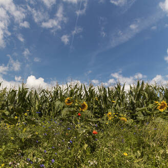 Blumen vor Maisfeld, ökologischer Landbau, Wuppertal, Deutschland - DWIF01017