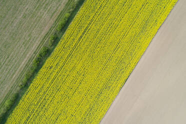 Abstrakte Luftaufnahme von landwirtschaftlichen Feldern, Rapsfeld, Franken, Bayern, Deutschland. - RUEF02272