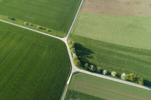 Luftaufnahme einer mit Bäumen gesäumten Straße mit Einschnitt durch landwirtschaftliche Felder, Franken, Bayern, Deutschland - RUEF02279