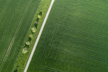 Aerial view of treelined road through agricultural fields Franconia, Bavaria, Germany - RUEF02280