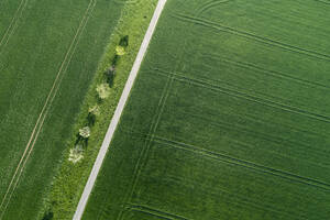 Luftaufnahme einer mit Bäumen gesäumten Straße durch landwirtschaftliche Felder Franken, Bayern, Deutschland - RUEF02280