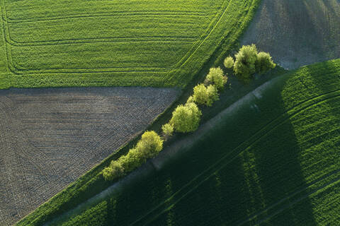 Luftaufnahme von Bäumen zwischen landwirtschaftlichen Feldern mit Schattenwurf, Franken, Bayern, Deutschland, lizenzfreies Stockfoto