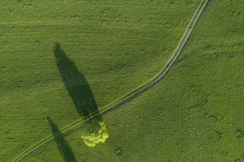 Luftaufnahme von Baum und Feldweg durch Wiese Bayern, Deutschland., lizenzfreies Stockfoto