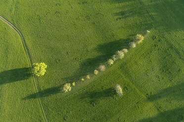 Aerial view of tree, a row of trees and dirt road through meadow, Bavaria, Germany - RUEF02284