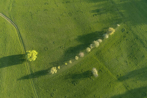 Luftaufnahme eines Baums, einer Baumreihe und eines Feldwegs durch eine Wiese, Bayern, Deutschland - RUEF02284