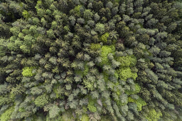 Luftaufnahme einer Straße durch den Wald, Frühling, Steigerwald, Franken, Bayern, Deutschland - RUEF02287