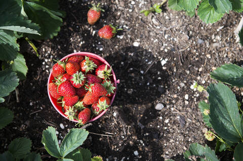 Eimer mit Erdbeeren im Garten, lizenzfreies Stockfoto