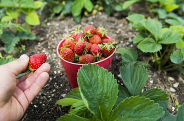 Hand picking bucket of strawberries in garden - BLEF12100