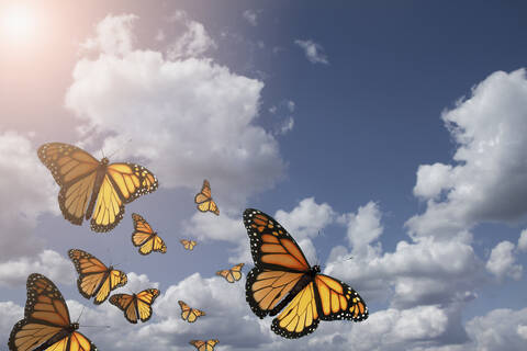 115,000+ Butterflies Flying Stock Photos, Pictures & Royalty-Free