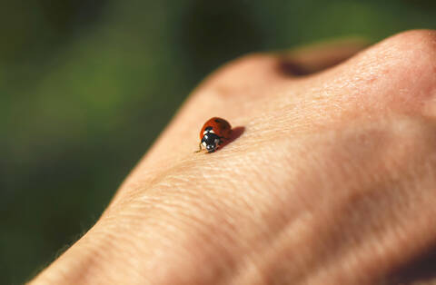 Marienkäfer auf einer Hand,Sachsen,Germany, lizenzfreies Stockfoto