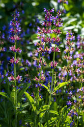 Blossoming Meadow Sage - NDF00949