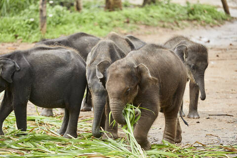 Essen von Elefantenbabys, Udawalawa, Sri Lanka, lizenzfreies Stockfoto