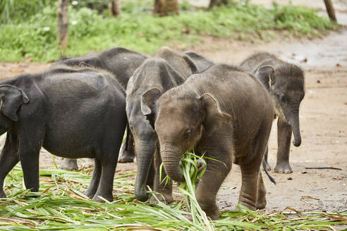 Essen von Elefantenbabys, Udawalawa, Sri Lanka - CVF01329