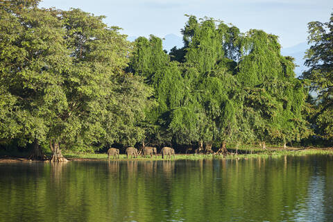 Blick auf die Penisula am Udawalawe-Stausee mit vier jungen Elefanten, Udawalawa-Nationalpark, Sri Lanka, lizenzfreies Stockfoto