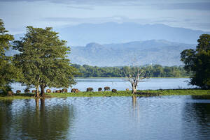 Blick auf die Penisula am Udawalawe-Stausee mit jungen Elefanten, Udawalawa-Nationalpark, Sri Lanka - CVF01332