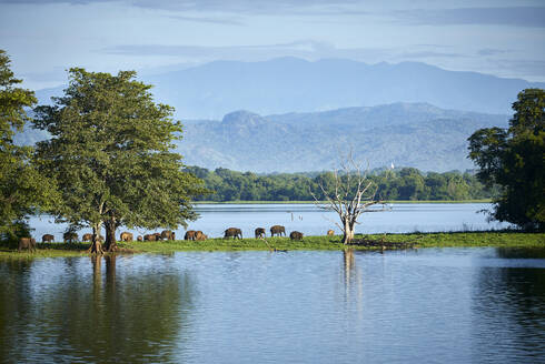 View to penisula at Udawalawe Reservoir with young elephants, Udawalawa National Park, Sri Lanka - CVF01332