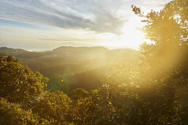 Sonnenaufgang an der Grenze zum Horton Plains National Park, Nuwara Eliya, Sri Lanka - CVF01346