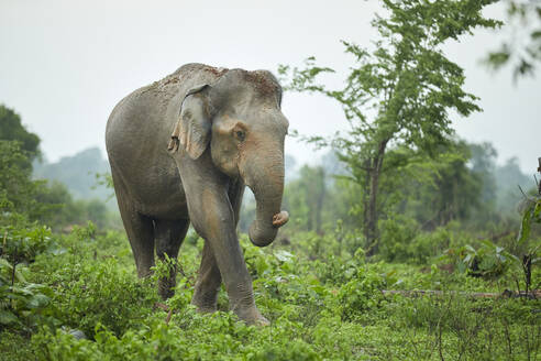 Porträt eines indischen Elefanten mit Erde auf dem Kopf, Udawalawe National Park, Sri Lanka - CVF01352