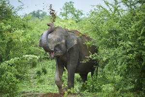 Porträt eines indischen Elefanten, der Erde auf seinen Rücken wirft, Udawalawe National Park, Sri Lanka - CVF01353