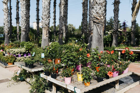 Assortment of flowers in a garden center stock photo