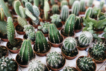 Different types of cacti in a garden center - JRFF03492