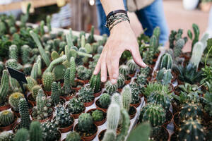 Nahaufnahme eines Arbeiters in einem Gartencenter, der einen Kaktus packt - JRFF03493