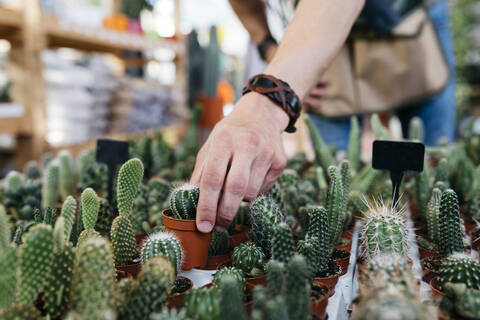 Close-up of a worker in a garden center picking up a cactus stock photo