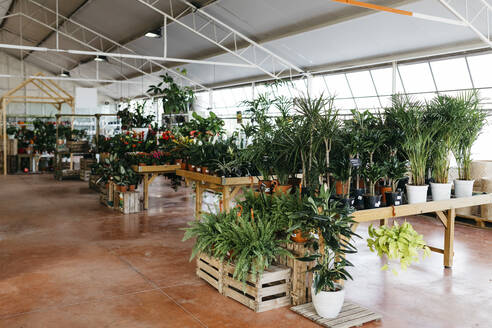 Assortment of plants in a garden center - JRFF03502