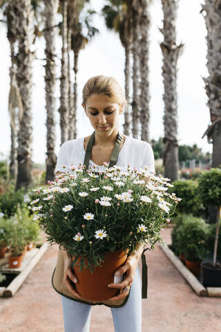 Mitarbeiterin in einem Gartencenter hält eine Gänseblümchenpflanze, lizenzfreies Stockfoto