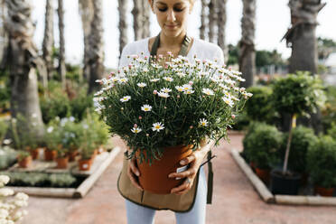 Mitarbeiterin in einem Gartencenter hält eine Gänseblümchenpflanze - JRFF03535