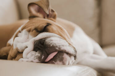 Englische Bulldogge schläft auf dem Sofa - BLEF12238