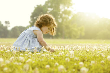 Caucasian girl picking flowers in field - BLEF12280