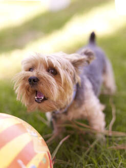 Hund im Gras spielt mit Ball - BLEF12320