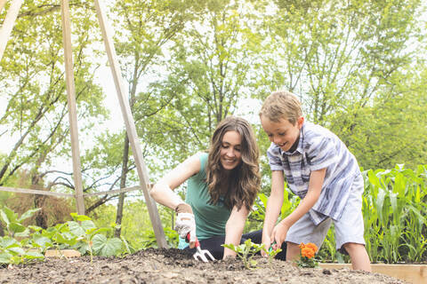 Mutter und Sohn pflanzen im Garten, lizenzfreies Stockfoto