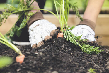 Close up of woman planting carrot in garden - BLEF12447