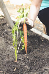 Woman planting carrot in garden - BLEF12448