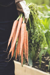 Caucasian woman holding carrots in garden - BLEF12455