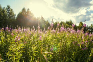 Blumen auf einem Feld im ländlichen Raum - BLEF12658