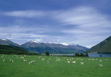 Flock of sheep grazing in rural field - BLEF12664