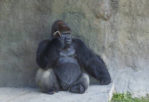 Gorilla sitzt an einer Steinmauer und benutzt ein Mobiltelefon - BLEF12687