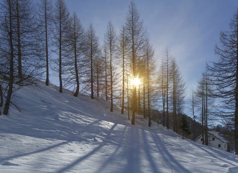 Sonnenstrahlen durch kahle Bäume auf verschneitem Berghang, lizenzfreies Stockfoto