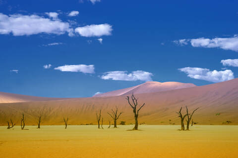 Abgestorbene Bäume und Sanddünen in einer abgelegenen Wüstenlandschaft, lizenzfreies Stockfoto