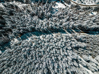 Aerial view of snow covered pine trees in forest, Carinthia, Austria - DAWF00889