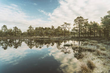 Lahemaa-Nationalpark am frühen Morgen im Herbst, Estland - TAMF01940