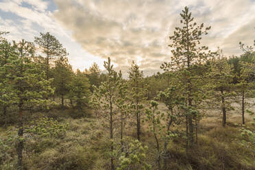 Lahemaa National Park early in the morning in Autumn, Estonia - TAMF01990